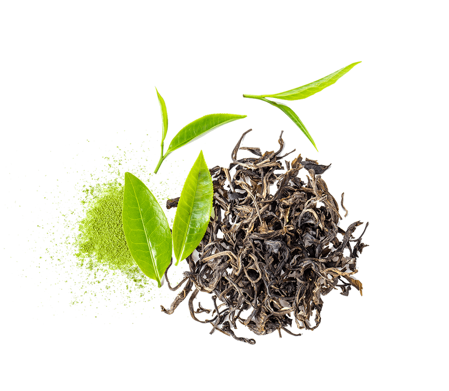 Green Tea (Camellia sinensis): 500 mg per can